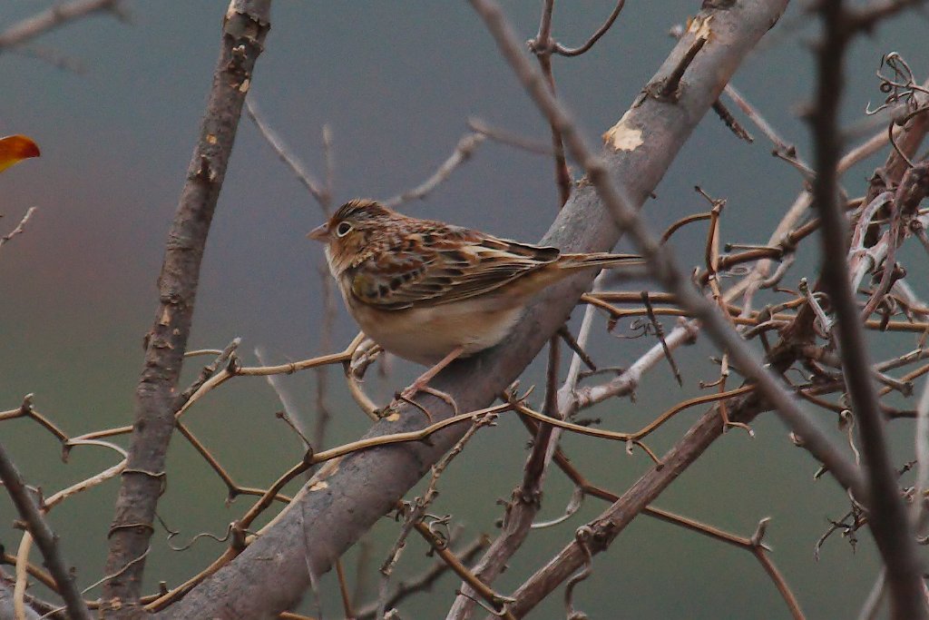 Grasshopper Sparrow 2013-12-14_1.jpg